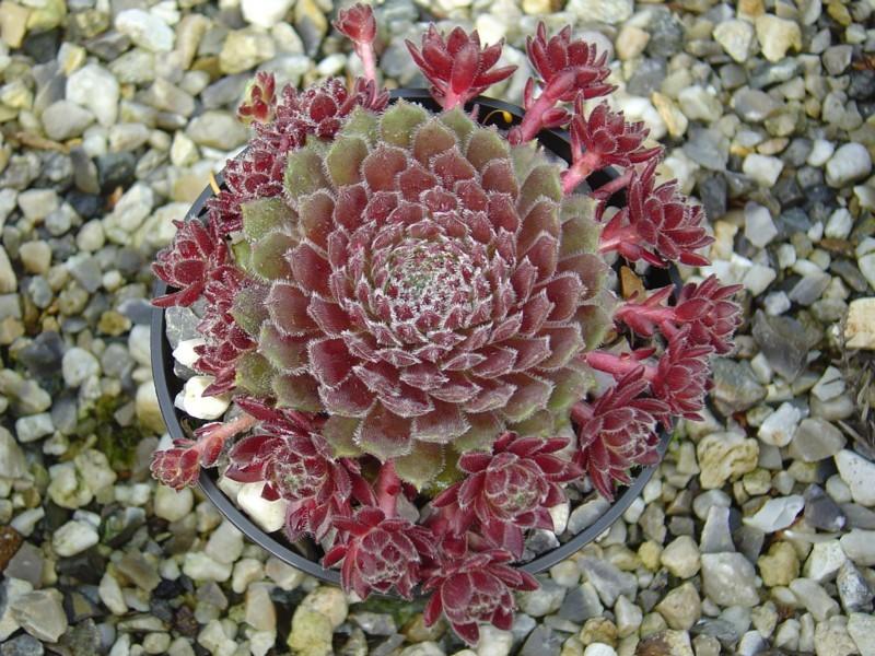 Photo of Hen and Chicks (Sempervivum 'Suite Minuet') uploaded by banker07