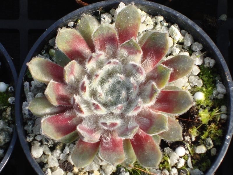 Photo of Hen and Chicks (Sempervivum 'Whispers') uploaded by banker07
