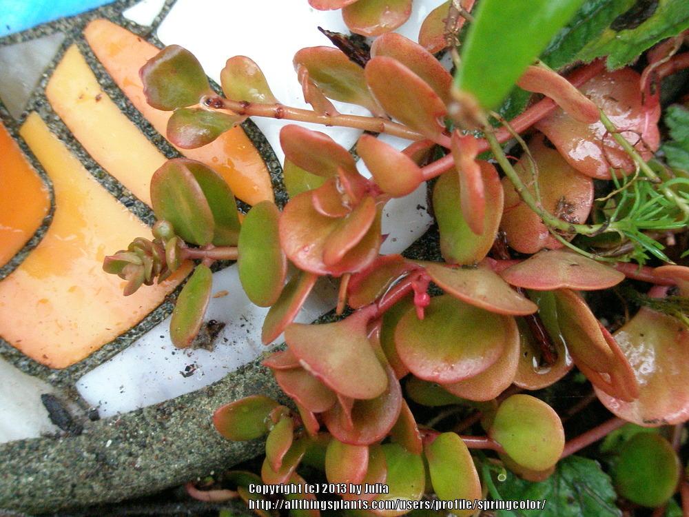 Photo of Chinese Stonecrop (Sedum tetractinum 'Coral Reef') uploaded by springcolor
