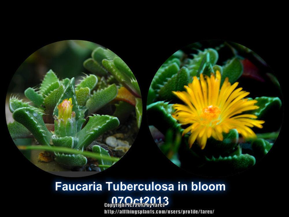 Photo of Faucaria tuberculosa uploaded by tarev