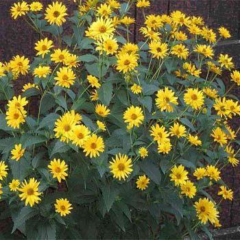 Photo of False Sunflower (Heliopsis helianthoides var. scabra Summer Sun) uploaded by vic