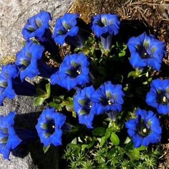 Photo of Stemless Gentian (Gentiana acaulis) uploaded by vic
