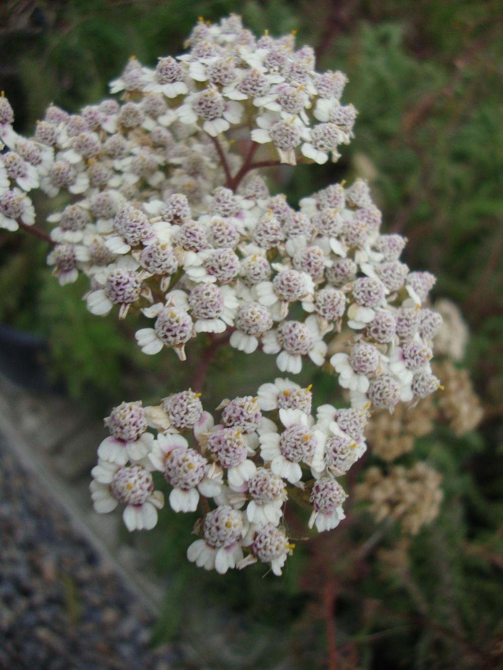 Photo of Yarrow (Achillea millefolium 'Summer Pastels') uploaded by Paul2032