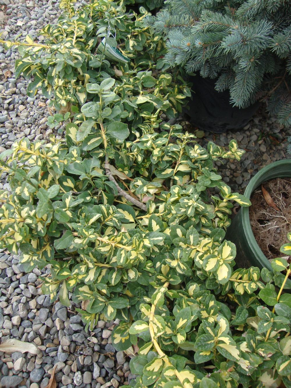 Photo of Wintercreeper (Euonymus fortunei 'Moonshadow') uploaded by Paul2032