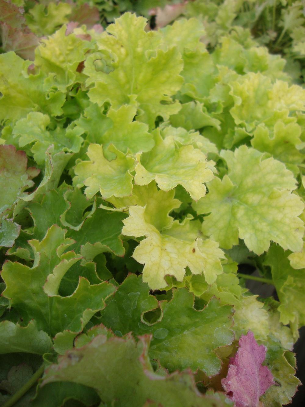 Photo of Coral Bells (Heuchera 'Lime Rickey') uploaded by Paul2032