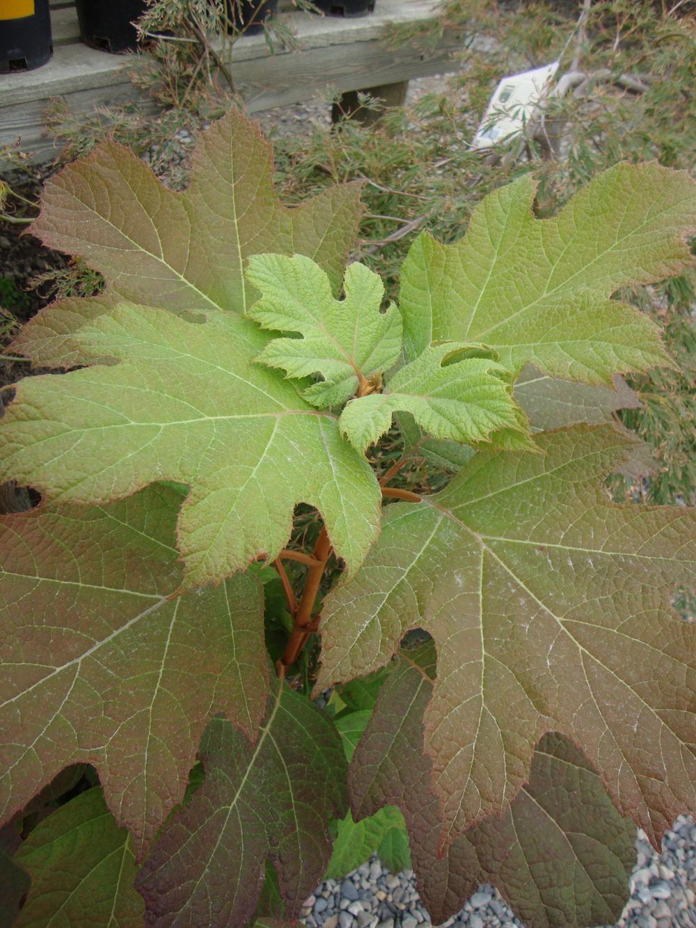 Photo of Oakleaf Hydrangea (Hydrangea quercifolia 'Alice') uploaded by Paul2032