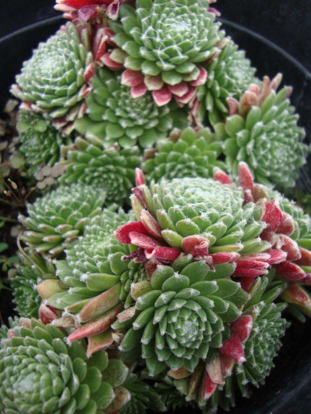 Photo of Hen and Chicks (Sempervivum 'Mona Lisa') uploaded by Paul2032