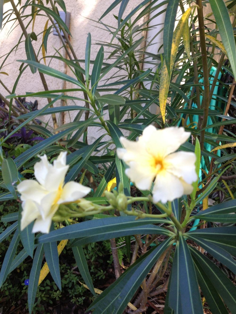 Photo of Oleander (Nerium oleander 'Isle of Capri') uploaded by Trux4