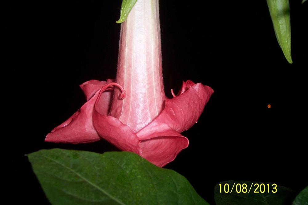 Photo of Angel Trumpet (Brugmansia 'Madame Bovary') uploaded by WilliamByrd