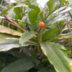 Location: Fleming Island, FL
Date: October
Cinnamon Ginger Seed Pod