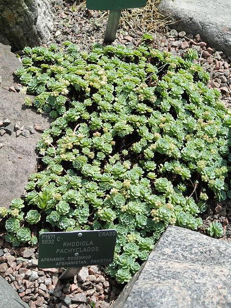 Photo of Afghan Stonecrop (Rhodiola pachyclada) uploaded by robertduval14