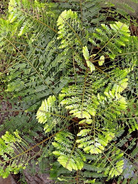 Photo of Phyllanthus mimosoides uploaded by robertduval14