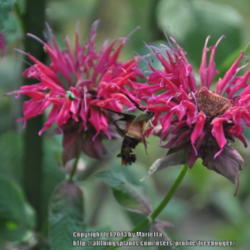 
Date: 2012-07-12
Two flowers close up and one hawk moth.