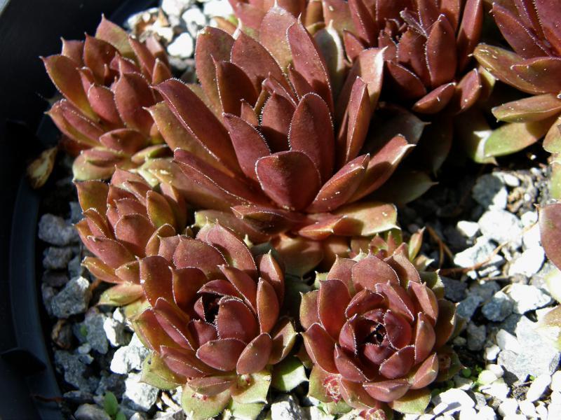 Photo of Hen and Chicks (Sempervivum 'Clipper') uploaded by banker07