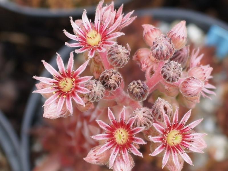 Photo of Hen and Chicks (Sempervivum marmoreum 'Chocolate') uploaded by banker07