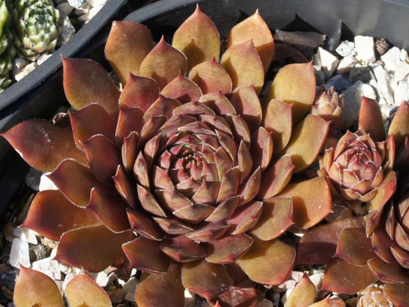 Photo of Hen and Chicks (Sempervivum marmoreum 'Chocolate') uploaded by banker07