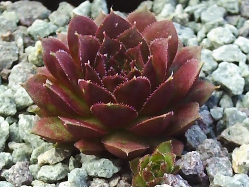 Photo of Hen and Chicks (Sempervivum 'Clipper') uploaded by banker07