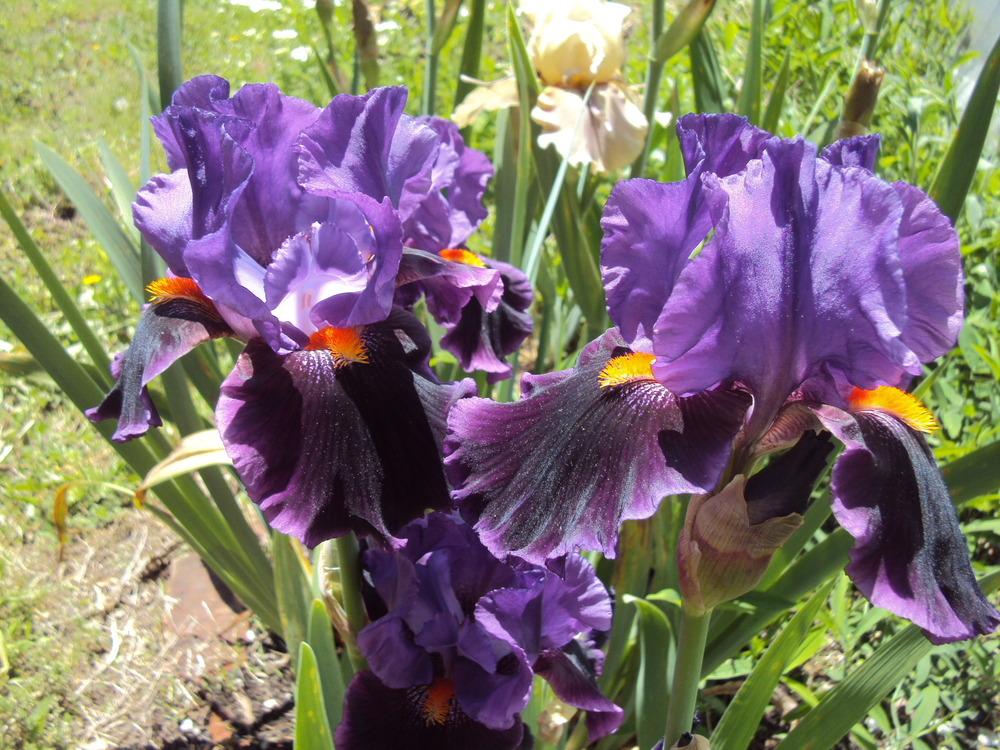 Photo of Tall Bearded Iris (Iris 'Local Color') uploaded by poisondartfrog