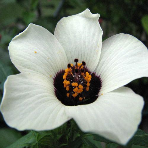 Photo of Hibiscus (Hibiscus trionum 'Simply Love') uploaded by vic
