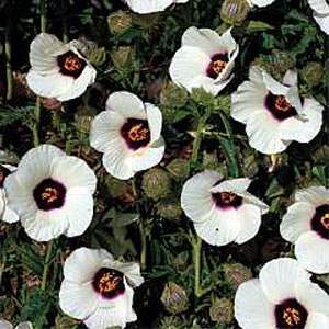Photo of Hibiscus (Hibiscus cannabinus 'Amethyst') uploaded by vic