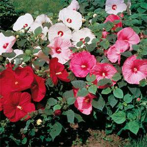 Photo of Hybrid Hardy Hibiscus (Hibiscus 'Southern Belle') uploaded by vic