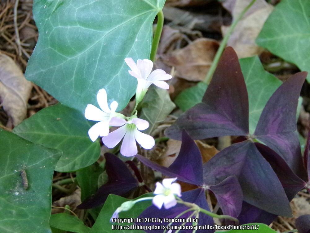 Photo of Purple Shamrock (Oxalis triangularis) uploaded by TexasPlumeria87