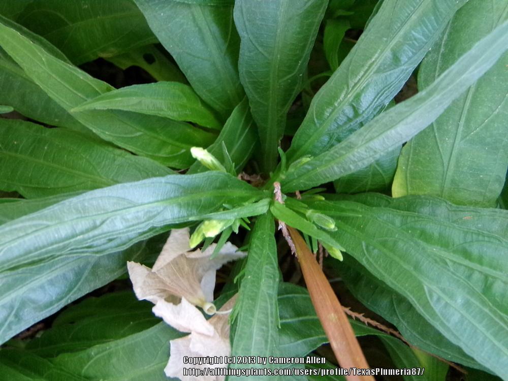 Photo of Mexican Petunia (Ruellia simplex) uploaded by TexasPlumeria87