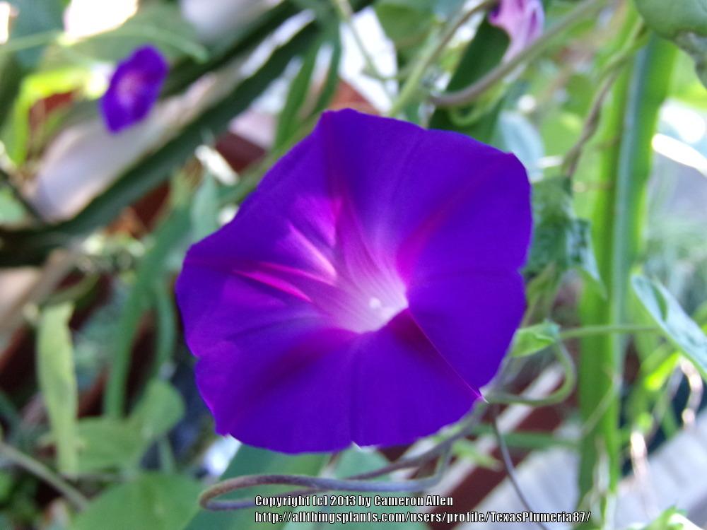 Photo of Tall Morning Glory (Ipomoea purpurea 'Grandpa Ott') uploaded by TexasPlumeria87