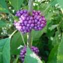 American Beautyberry Jelly