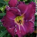 Spunky1's Annual Daylily Naming Contest