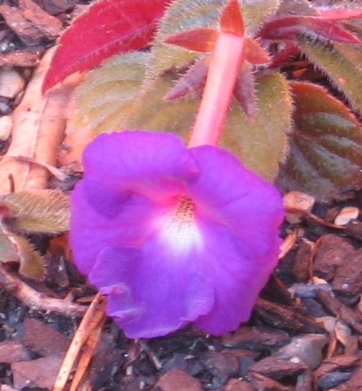 Photo of Cupid's Bow (Achimenes 'Big Purple') uploaded by Gardenbees