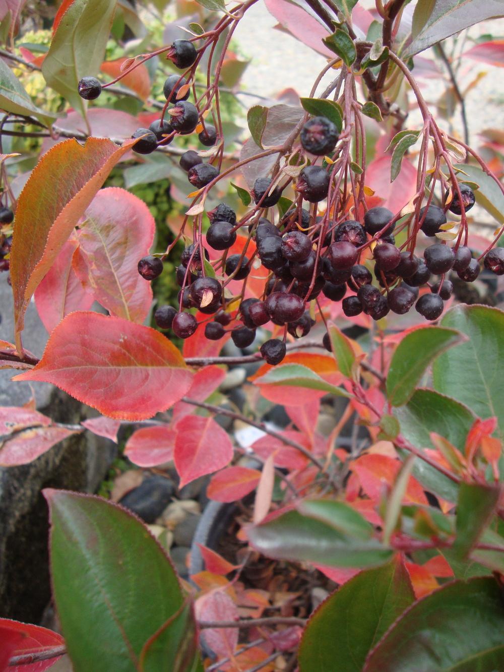 Photo of Black Chokeberry (Aronia melanocarpa Iroquois Beauty™) uploaded by Paul2032