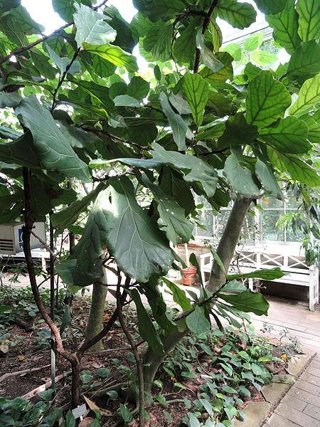 Photo of Fiddle Leaf Fig (Ficus lyrata) uploaded by robertduval14