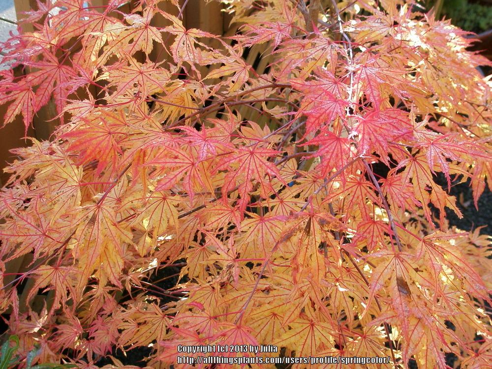 Photo of Japanese Maple (Acer palmatum 'Peaches and Cream') uploaded by springcolor
