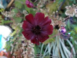 Thumb of 2013-10-11/springcolor/26cf6c