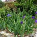Corner Iris Garden Is Easy To Make