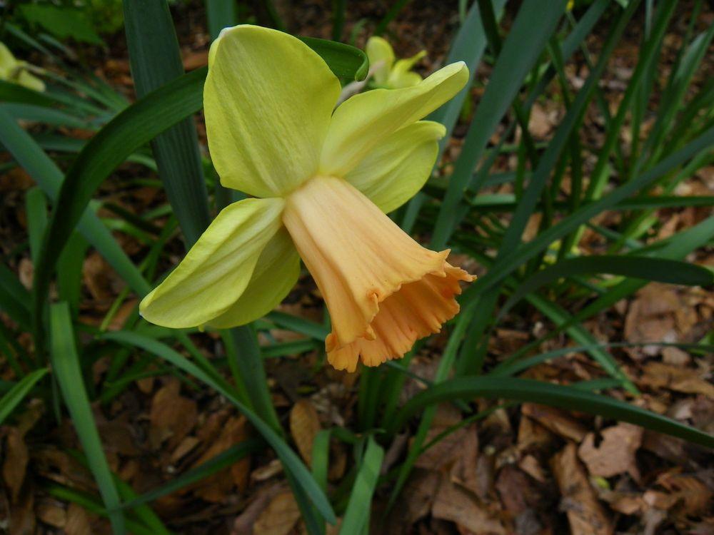 Photo of Large-Cupped Daffodil (Narcissus 'Capree Elizabeth') uploaded by Newyorkrita