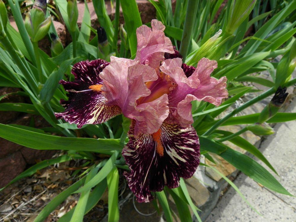 Photo of Tall Bearded Iris (Iris 'Kickapoo Kangaroo') uploaded by Newyorkrita
