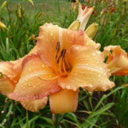 Location: Along The Fence Daylilies, Dansville, MI
Date: 2013-08-06