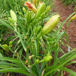 Location: Along The Fence Daylilies, Dansville, MI
Date: 2013-08-07