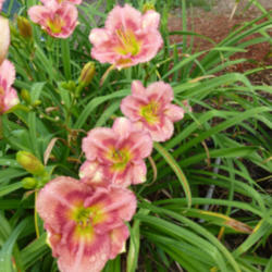 Location: Along The Fence Daylilies, Dansville, MI
Date: 2013-08-07