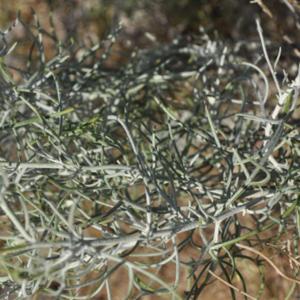 lots of fine white hairs make the stems and leaves appear sage gr