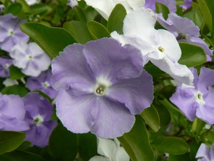 Photo of Yesterday, Today and Tomorrow (Brunfelsia australis) uploaded by ceci