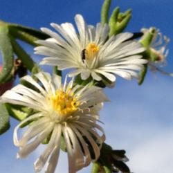 Location: Medina, TN
Date: October 2013
A small plug-sized Delosperma 'White Wonder' blooms in fall.