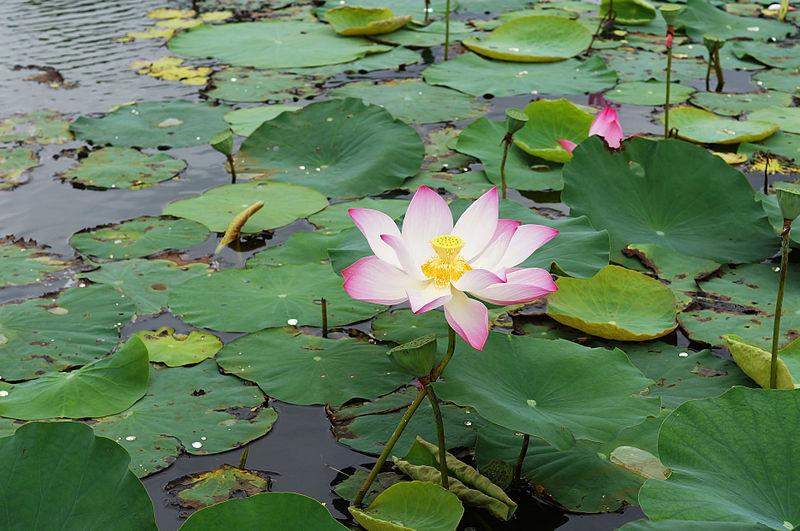 Photo of Sacred Lotus (Nelumbo nucifera) uploaded by robertduval14