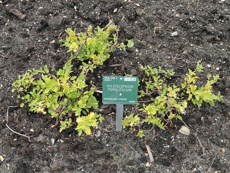 Photo of Poplar-Leaved Stonecrop (Hylotelephium populifolium) uploaded by robertduval14
