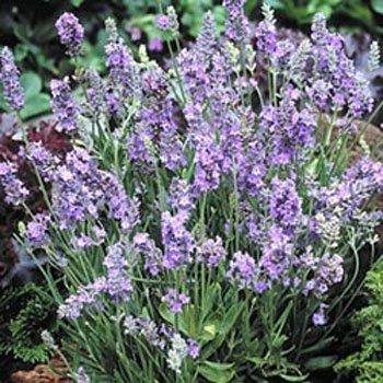 Photo of Lavender (Lavandula angustifolia 'Ellagance Sky') uploaded by vic