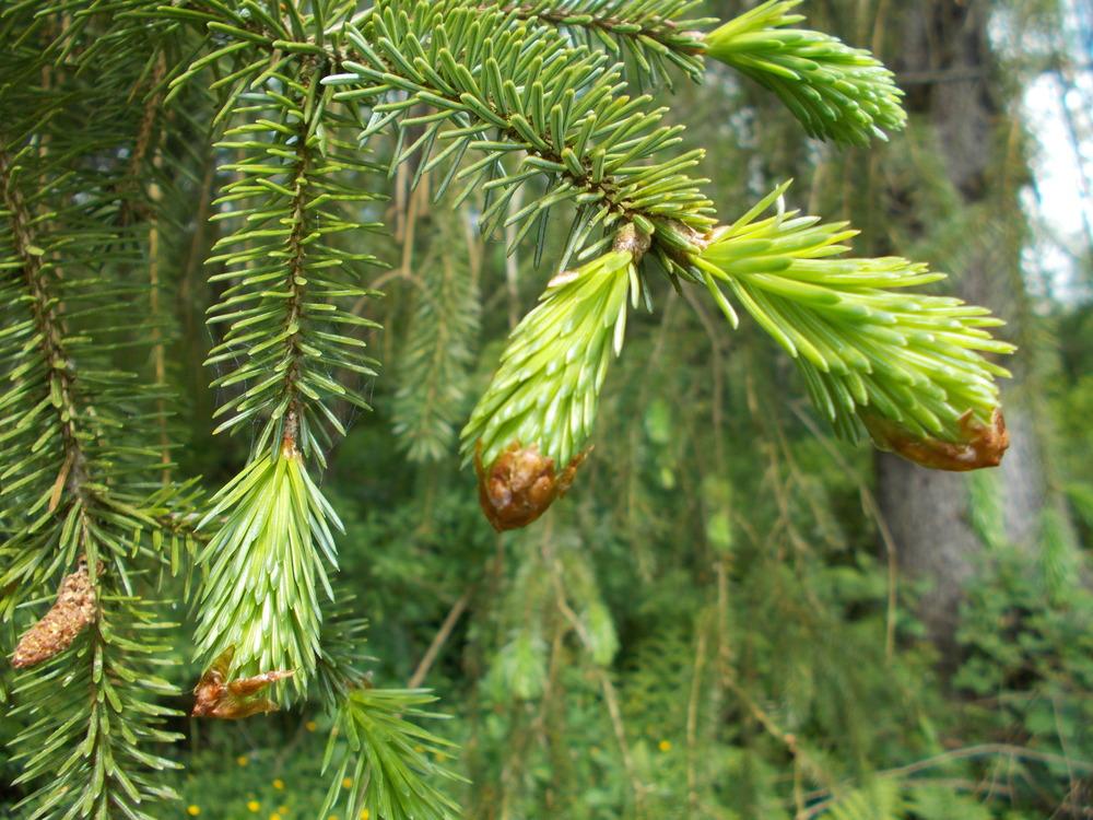 Photo of Sitka Spruce (Picea sitchensis) uploaded by Bonehead