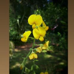 Location: DeLand Florida
Date: 2013-10-12
Pansies meet Pea flowers on a stalk!