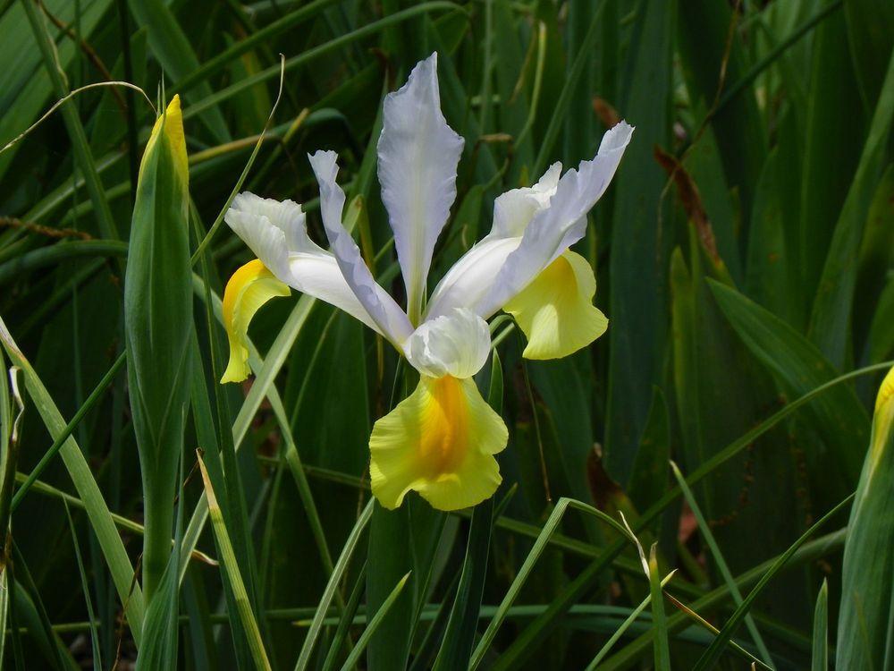 Photo of Dutch Iris (Iris x hollandica 'Apollo') uploaded by Newyorkrita
